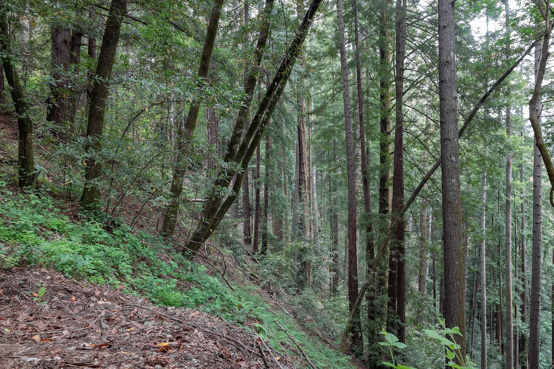 Sunlight through redwoods at Henry Cowell Redwoods State Park